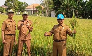 Meski Terkena Hama Burung, Panen Padi Tanam ke Tiga di Bangkalan Tetap Menjanjikan