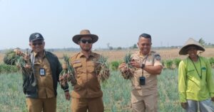 Dorong Pemanfaatan Lahan di Musim Kemarau, DP2KP Bangkalan Jajaki Potensi Tanam Bawang Merah